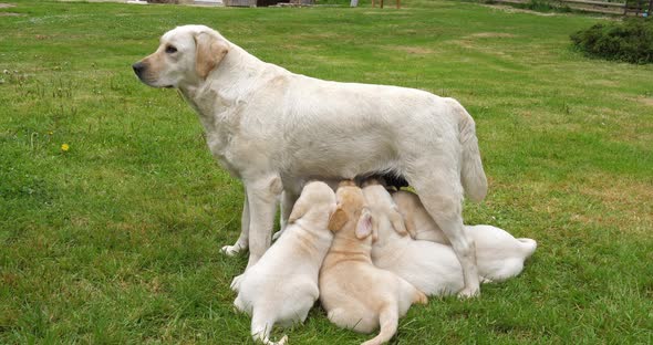 Yellow Labrador Retriever Bitch That Feeds Puppies, Normandy in France, Slow Motion 4K