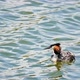 Great Crested Grebe or Podiceps Cristatus - VideoHive Item for Sale