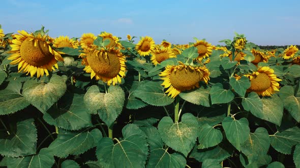 Sunflower Flowers Close Up