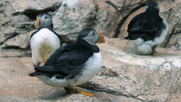 Three puffin birds on the rocks