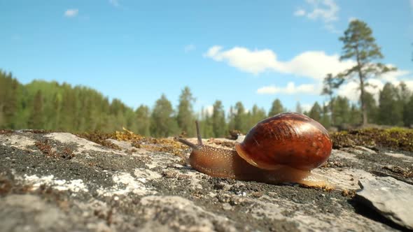 Snail Slowly Creeping Along on Green Moss