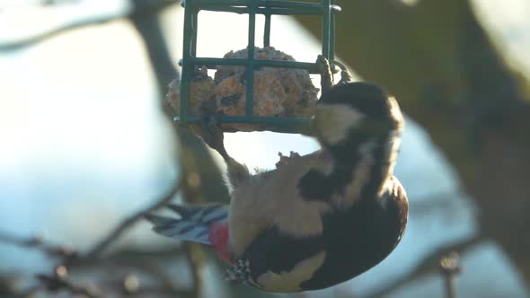 The great spotted woodpecker (Dendrocopos major), female of woodpecker on the bird table