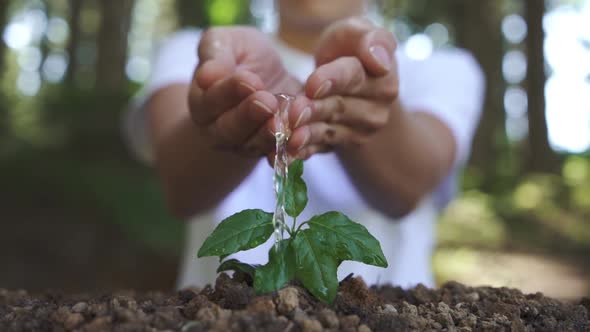 Watering A Plant 