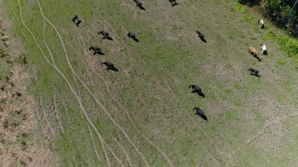 Cows in Green Field