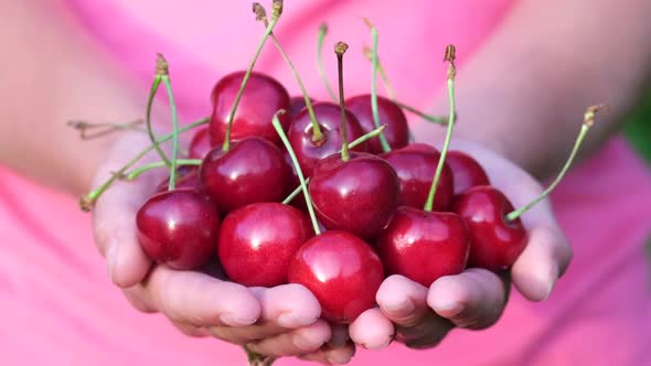 Ripe Wet Red Cherries in the Palms