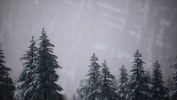 Winter Snow Covered Cone Trees on Mountainside alt