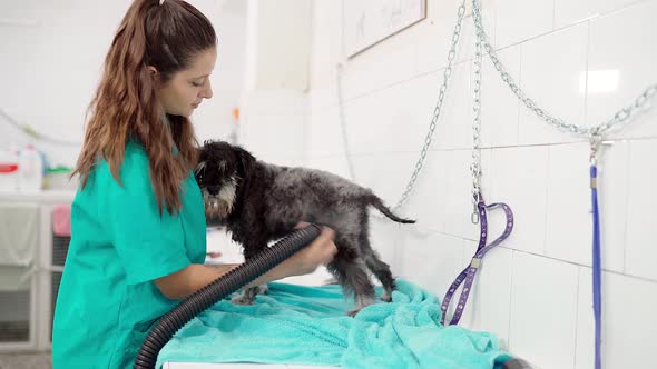 Female dog groomer blow-drying miniature schnauzer in dog parlor