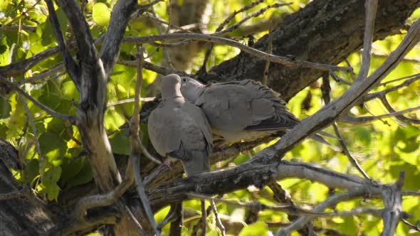 Eurasian Collard doves kissing, showing affection to each other in a tree