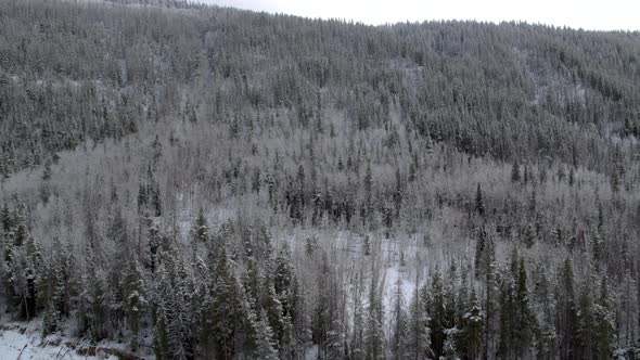 Aerial view above snow covered forest flying backwards