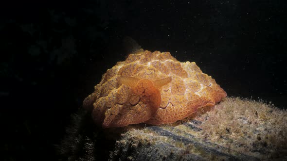 Creative snoot lighting underwater showcasing a vibrant unique shaped sea creature. Underwater photo