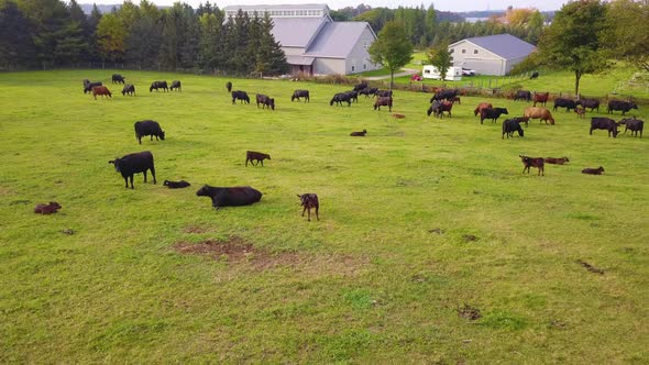 Aerial view of a herd of black angus beef cattle at pasture in a farm field.