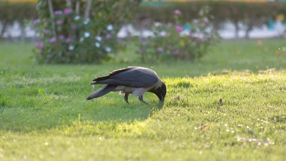 Black Wild Crow Bird Looking for Food on Green Lawn in Summer