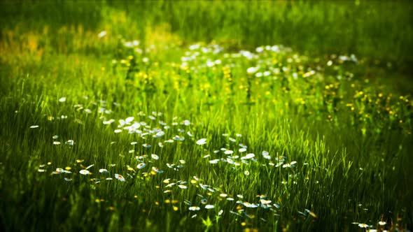 Field with Green Grass and Wild Flowers at Sunset