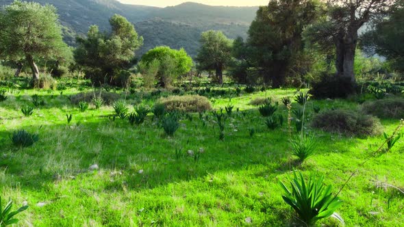 Moving Through Forest with a Large Olive Tree at the Front and Green Grass at Summer Season Aerial