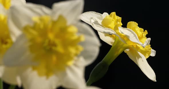 Narcissus. Various common names includ daffodil,narcissus and jonquil