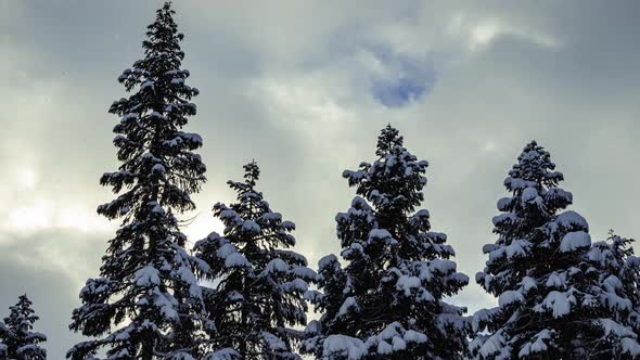 Snowy Trees And Overcast Rolling Clouds In Snowfall Time Lapse