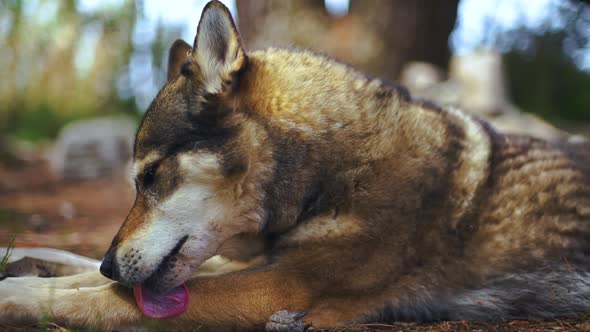 A loyal trained and well-behaved husky dog in closeup with background blur bokeh. Grooming with its