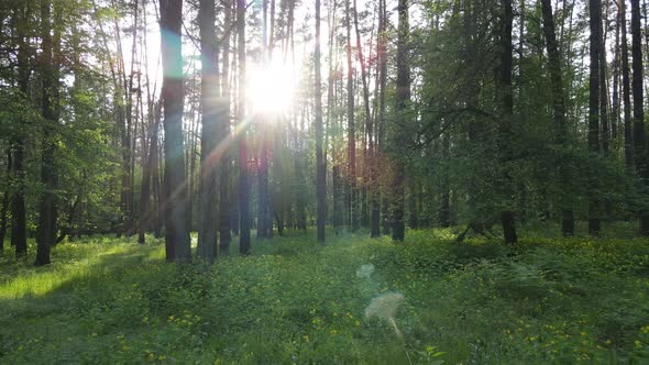 Wild Forest Landscape on a Summer Day