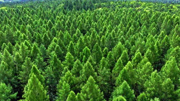 Aerial view of green forest. Aerial view of naure.