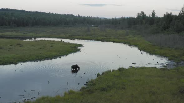 Moose stops in meandering stream to drink water, Static Aerial