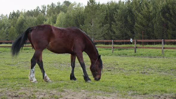 A Stallion Grazes in a Paddock