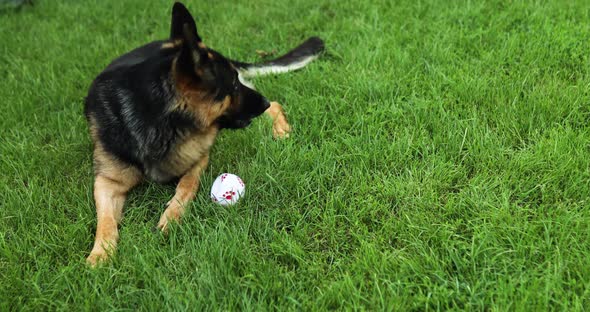 German shepherd dog playing with an white ball in its mouth, lyuing on the grass