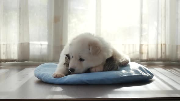 Cute Tabby Kitten And Siberian Husky Playing On The Bed Slow Motion