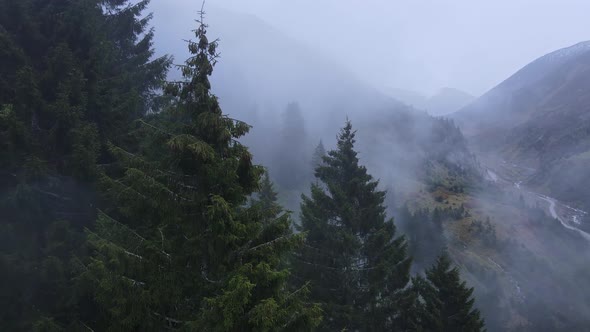 Moody and spooky cinematic forest in mountain during rain
