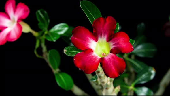 Red Adenium Blooming From Bud To Beautiful Five Petals Flower on a Leaves and Black Background