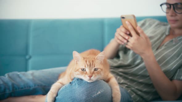 Close-up of a Red Cat Relaxing While Lying on His Owner's Knee.