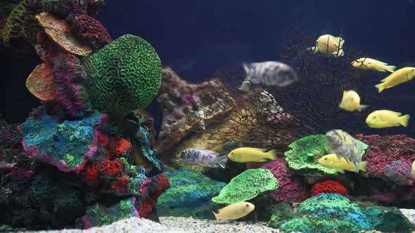 Pseudotropheus Lombardo Fish and Cynotilapia Afro. Colorful Fish in the Aquarium Selective Focus