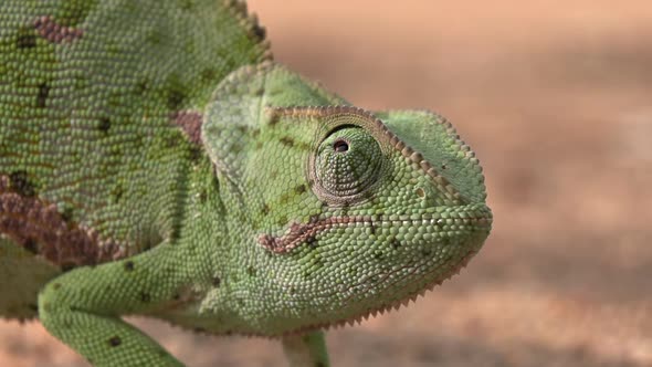 Close-up of a flap necked chameleon against a natural sand background, profile view as the chameleon