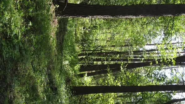 Vertical Video of a Beautiful Forest in Summer