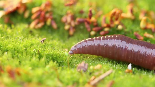 An Earthworm Is a Terrestrial Invertebrate That Belongs To the Class Clitellata