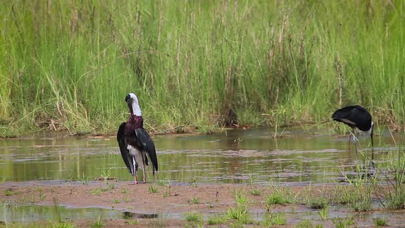 Woolly necked stork in Bardia national park, Nepal