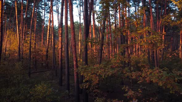 Autumn forest at sunset