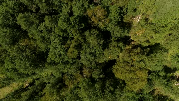 Green Forest and Trees Aerial View