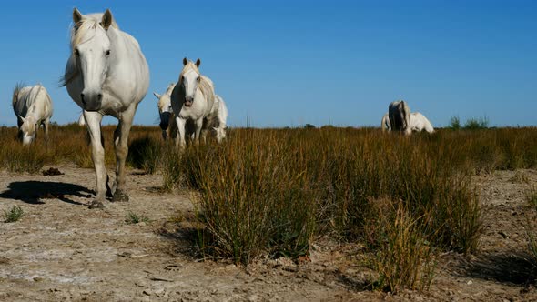 White camargue horses, Camargue, France