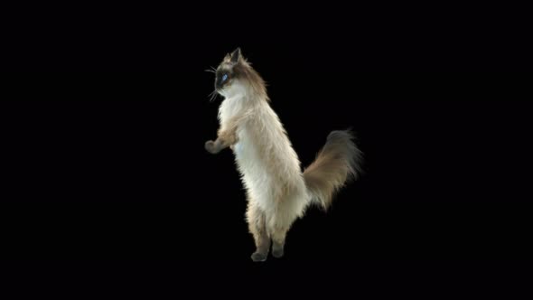 Cat Dancing 4K