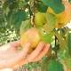 Woman harvesting fresh organic apples from the tree on a sunny day - VideoHive Item for Sale