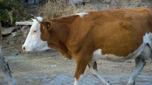 Walking Cows