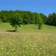 Green Forest on Mountain Cliff with Color Meadow in Summertime - VideoHive Item for Sale