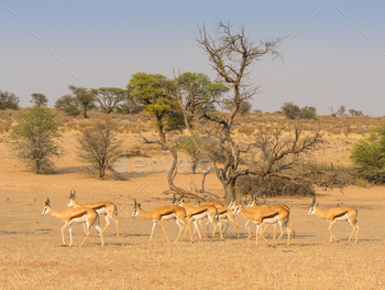 the Kgalagadi Transfrontier Park in the Kalahari Desert of Southern Africa.