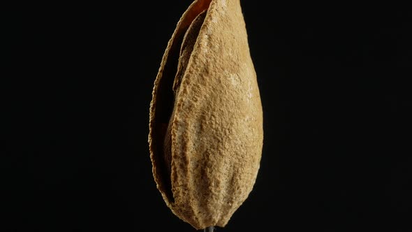 Almond nut in shell and shelled