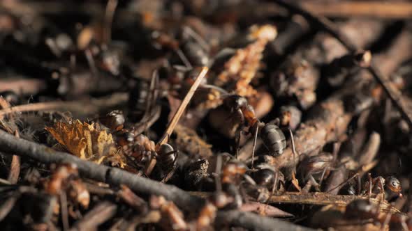 The Work and Life of Ants in an Anthill alt
