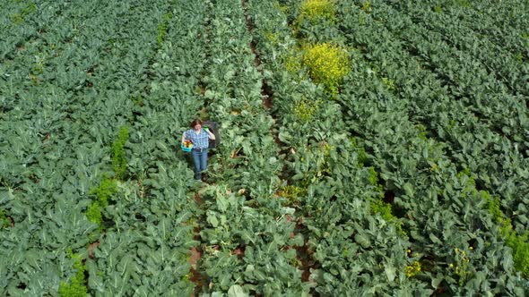 Woman Walks Through an Agricultural Field Where Vegetables Grow