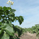 Sliding Potato Plants - VideoHive Item for Sale