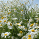 Chamomile Flowers - VideoHive Item for Sale