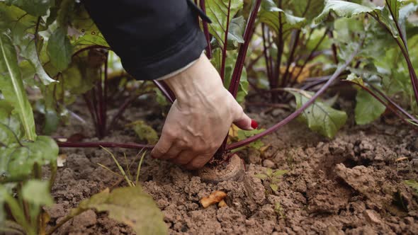 Woman's hand holding beetroots