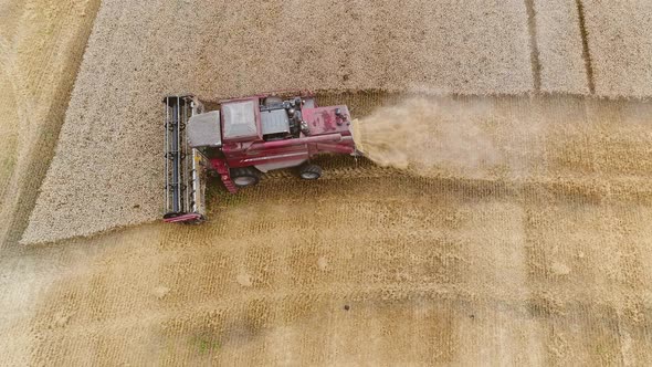 Agricultural Combines Harvesting Wheat On The Big Field.